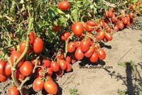 каталог семян томатов