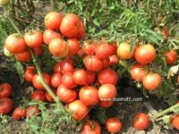 семена томатов черри