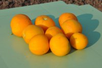 Персик оранжевый