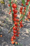 Садовая Томатная ягода
