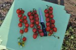 Садовая томатная ягода фото 7