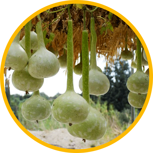 Купите семена лагенарии разных сортов от селекционера Руслана Духова вУкраине!