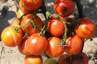 семена томатов почтой